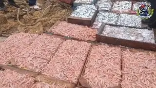 ميناء بوهارون تيبازة اليوم: اسمع معنا كيف يتم بيع وشراء السمك بالجملة مع الاخ لياس