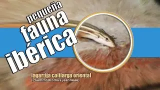 Lagartija Colilarga Oriental Psammodromus jeanneae