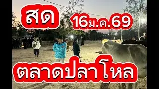 ชมบรรยากาศตลาดนัดโคกระบือปลาโหล อ.วาริช จ.สกลนคร#ราคาวัววันนี้ 16/1/69