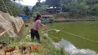 Feeding fish, pigs, and ducks at a deep forest farm | deep forest farm