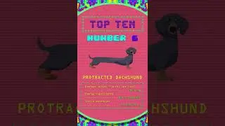 Timesteader Lifestyle presents: Top 10 Dog Breeds or Time Travelers #shorts