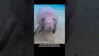 The manatee was designated the Florida state marine mammal in 1975.