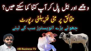 Feasibility Report of bachra farming Business | Bull farm | Cattle farming in Pakistan 