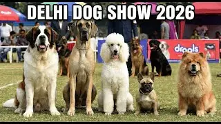 Delhi Dog Show 2024: Sabse Khatarnak aur Cute Dogs! | Hemant racker vlogs