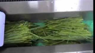 Continous Slicer - Chives