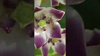 #aak #plants #subscribe #botany #wildplant