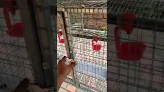 high-tech CHICKEN cage in kannur please contact 9744507856.... 8129987007