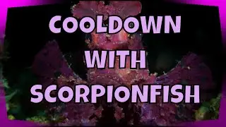 Cooldown with striking & colorful SCORPIONFISH: A Peaceful Underwater Voyage with Relaxing Harmonies
