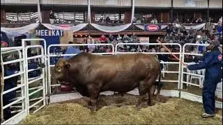 Watch: Two SA records broken at Brangus auction