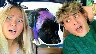 ПОДАРИЛ МОЕЙ ДЕВУШКЕ ФИОЛЕТОВУЮ СВИНЬЮ! | Dobre Brothers