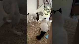 Funny Dog Becomes Scaredy Cat Around Family's Feline!