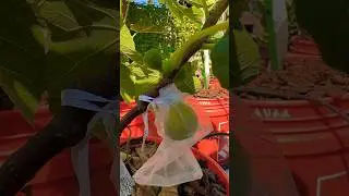 #figtree #gardening #figleaf #figplant #garden