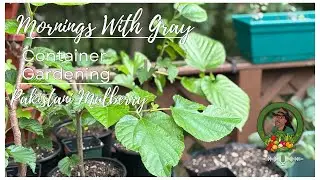Mornings with Gray: Pakistani Mulberry