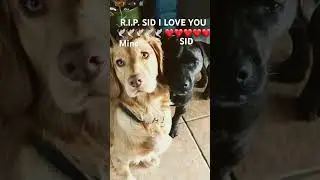 R.I.P. SID 🕊️🕊️🕊️❤️❤️❤️😭😭😭#Sid #R.I.P.