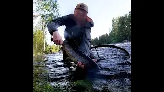 Taimenen streamerkalastusta Äyskoskella / Streamer fishing for brown trout at Äyskoski