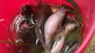 Kang Mullet🫥 sedang live sekarang! Live mancing ikan megalodon