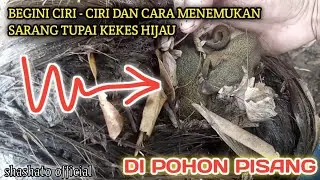 Begini Cara Menemukan Dan Ciri-Ciri Sarang Tupai Bersarang Di Pohon Pisang | shashato official