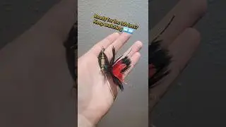 OCF Black Brasser - Red Tail