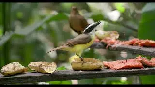 Great Kiskadee