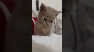 A loving friendship from day one between the tripod cat and the kitten.