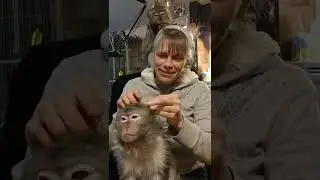 Macaque Monkeys Make Pet Human Totem Pole