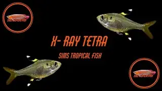 Sims Tropical Fish - X- Ray Tetra