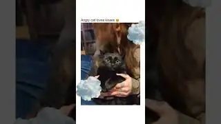Heart warming cat stories |loyal cat waiting for honour| angry cat loves cuddles