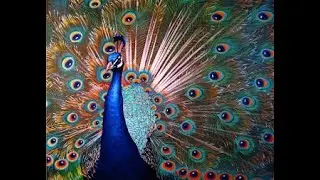Yoga with the Peacock - Cosmic Self