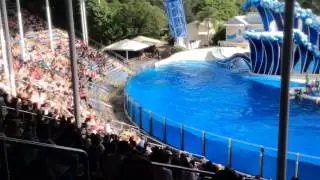 Dolphin Theater Orlando Seaworld HD (part II)