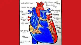 External Structure of Heart | Heart Anatomy | Well Defined with Diagram
