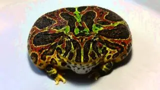 The Mountain! 9 Month Old Female Ornate Pacman Frog