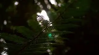 Nature's Elegance: Exploring the Intricate Beauty of Fern Leaves