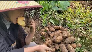 Digging Sweet and Juicy Ground Ginseng Roots |S&ugrave;ng Thị Dinh |