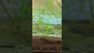 My shrimp colony!