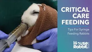 Critical Care Feeding A Pet Rabbit