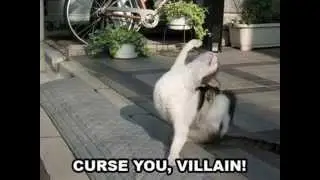 LoL Cats