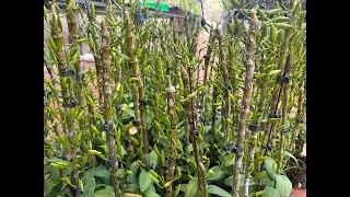 Phú Thọ nụ Tết siêu đẹp ạ