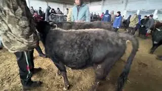 Эркек торпоктор озгон мал базары  реалдуу балар 🤩