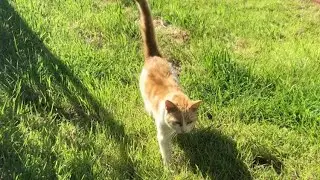 Garden-ventures with kitties | Psychedelic Kitten
