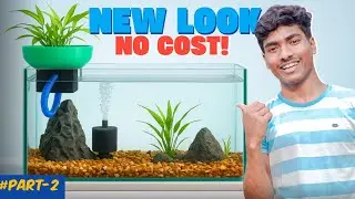 Unique Fish Tank Decoration Ideas with Plants & Stones | Budget-Friendly DIY