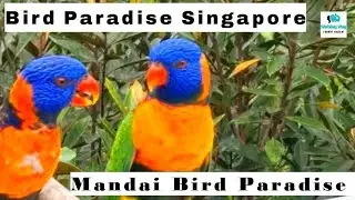 Asia&rsquo;s Largest Bird Park at Mandai Wildlife Bird Paradise Singapore  | Bird Paradise in Singapore  |