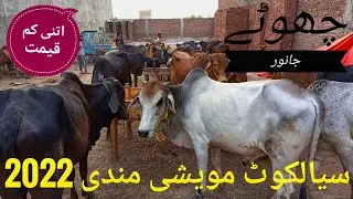 Maweshi Mandi Sialkot||2022||Akbarabad Road Sialkot||Latest update⚠️⚠️