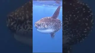 #alor #alorisland #diveresort #molamola #dive #indonesia