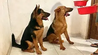 Assista se você tem ou quer ter um Pastor Alemão Filhote 😮