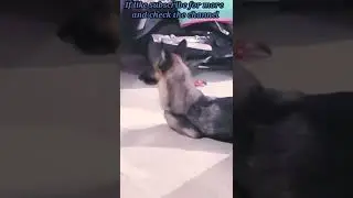 Mili watching to my niece #animal#training#shorts  #youtubeshorts#dog#pet