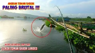 STRIKE 3 EKOR BABON TOMAN CIRATA || Yang Paling Besar Sangat Brutal - Ngablu Fishing