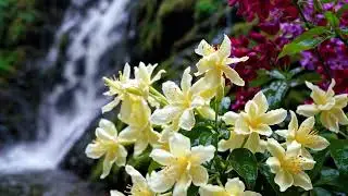 Soothing Meditation with Nature Ambience | Peace, Calm & Mindfulness