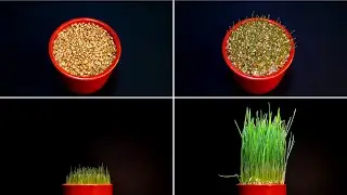 Wheatgrass growing 12 days timelapse 4k - Plant time lapse series