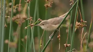 Aberrant Reed Warbler song