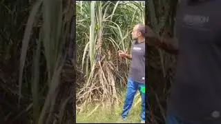 Corhiza& Perfect+ Use In Sugarcane A products Of Coromandel Agro India #agriculture #farmer #farming